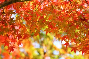 autumn-leaves_00014