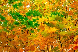 autumn-leaves_00018