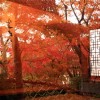 紅葉狩りは箱根美術館で！見ごろの時期とアクセスは？